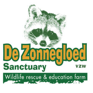 Zonnegloed