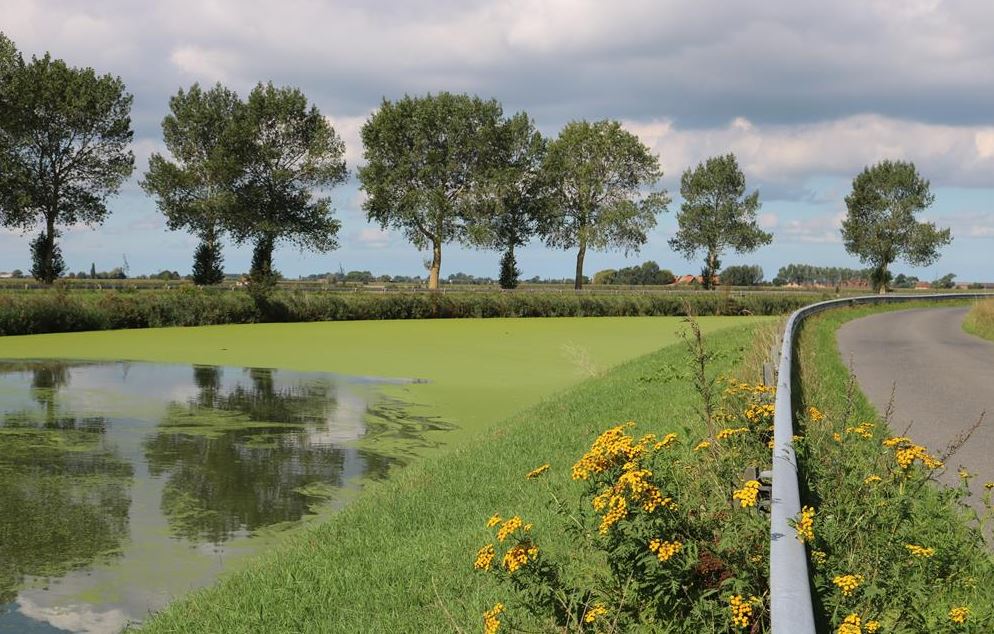 De IJzer kleurt groen