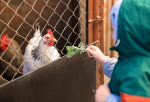 Vogelgriep_ informatie aan de hobbyhouders van pluimvee en vogels