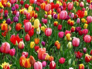 Tulpenweekend Poperinge