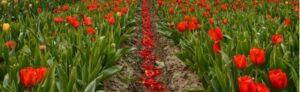 tulpen grote markt poperinge