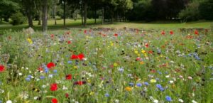 bestel je gratis zakje bloemenzaad