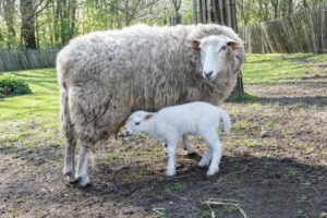 Met ko naar de kinderboerderij