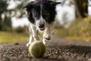 Kwispelfestival De Panne