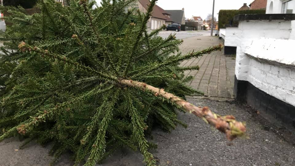 Kerstboom inzamelen Veurne