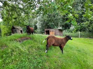 nieuwe dieren in kinderboerderij nieuwpoort