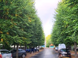 Goedkeuring dossier heraanleg Japanse Paviljoenlaan en omgeving