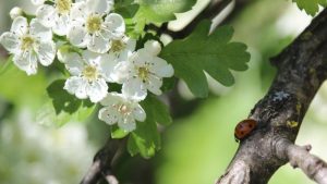 STREEKEIGEN GROEN MOOIER EN VOORDELIG!